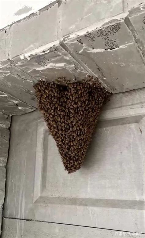 回祿之災 蜜蜂在家筑巢 风水